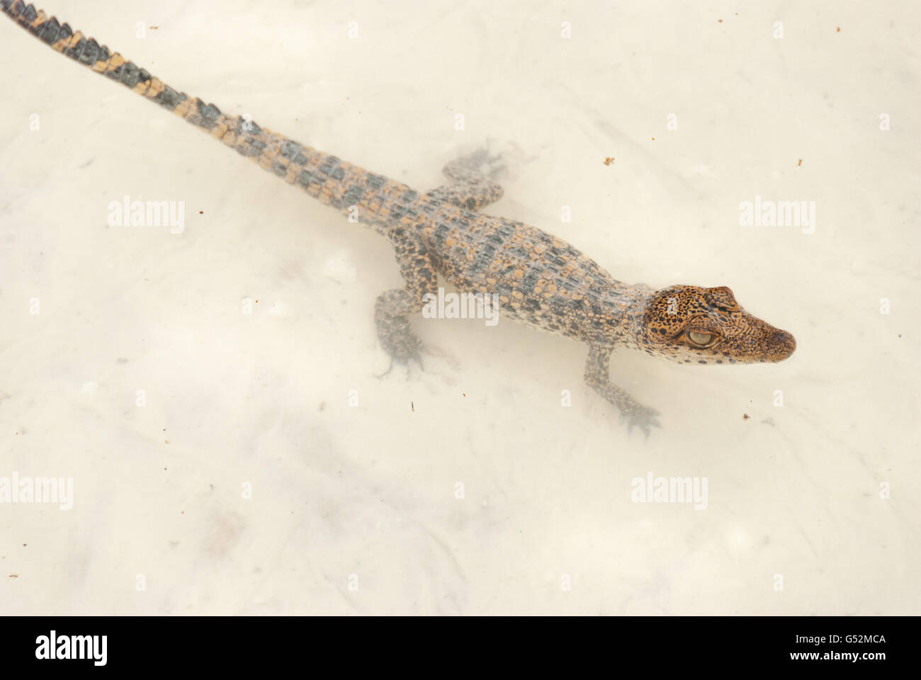 Cuba, Matanzas, Cienaga de Zapata, Criadero de Cocodrilos (crocodile  breeding station Stock Photo - Alamy