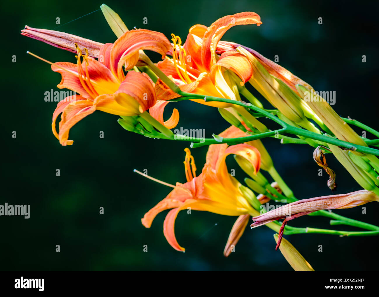 Wild orange lily hi-res stock photography and images - Alamy