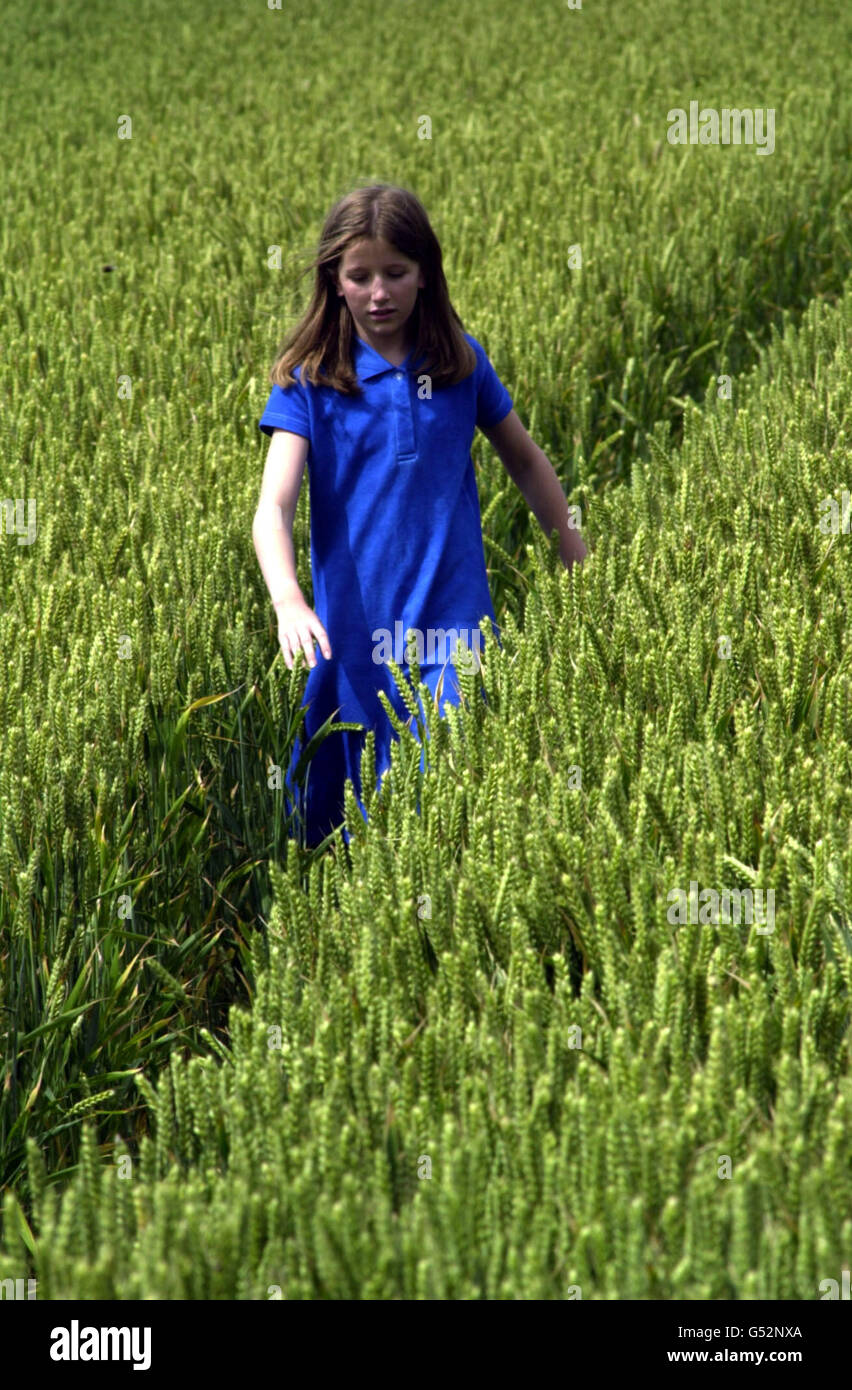 Samantha,11, traces the path taking by 8-year-old Sarah Payne during a reconstruction of the missing schoolgirl's last movements before disappearing six days ago in wheat fields near East Preston, West Sussex. * Sarah's exhausted parents Sara and Michael, both 31, said they had been helped through their torment by moving messages of hope sent to them by local schoolchildren. See PA story MISSING Girl. PA photo: Tim Ockenden. Stock Photo