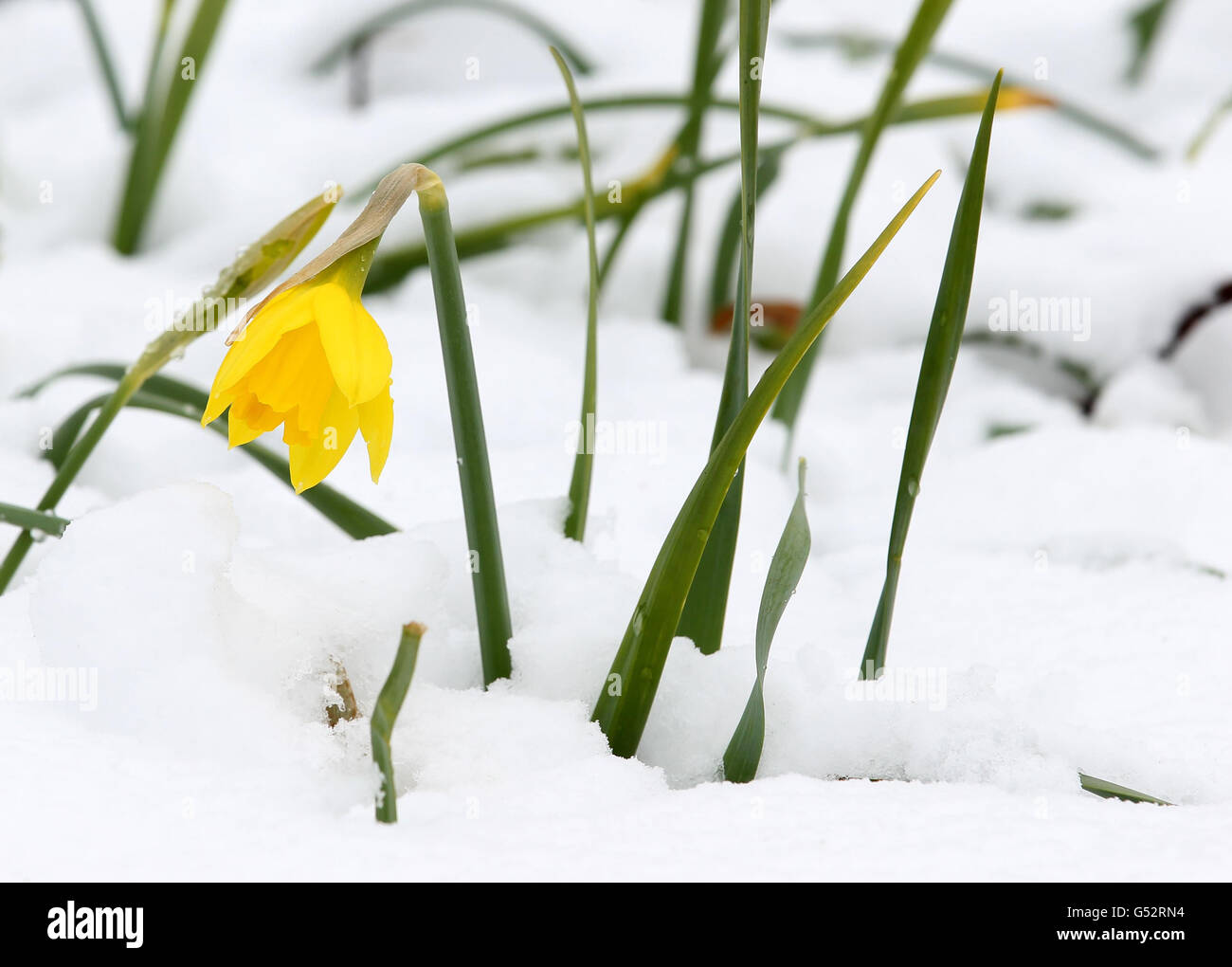Daffodils covered in snow in a garden in Auchterarder as more than six