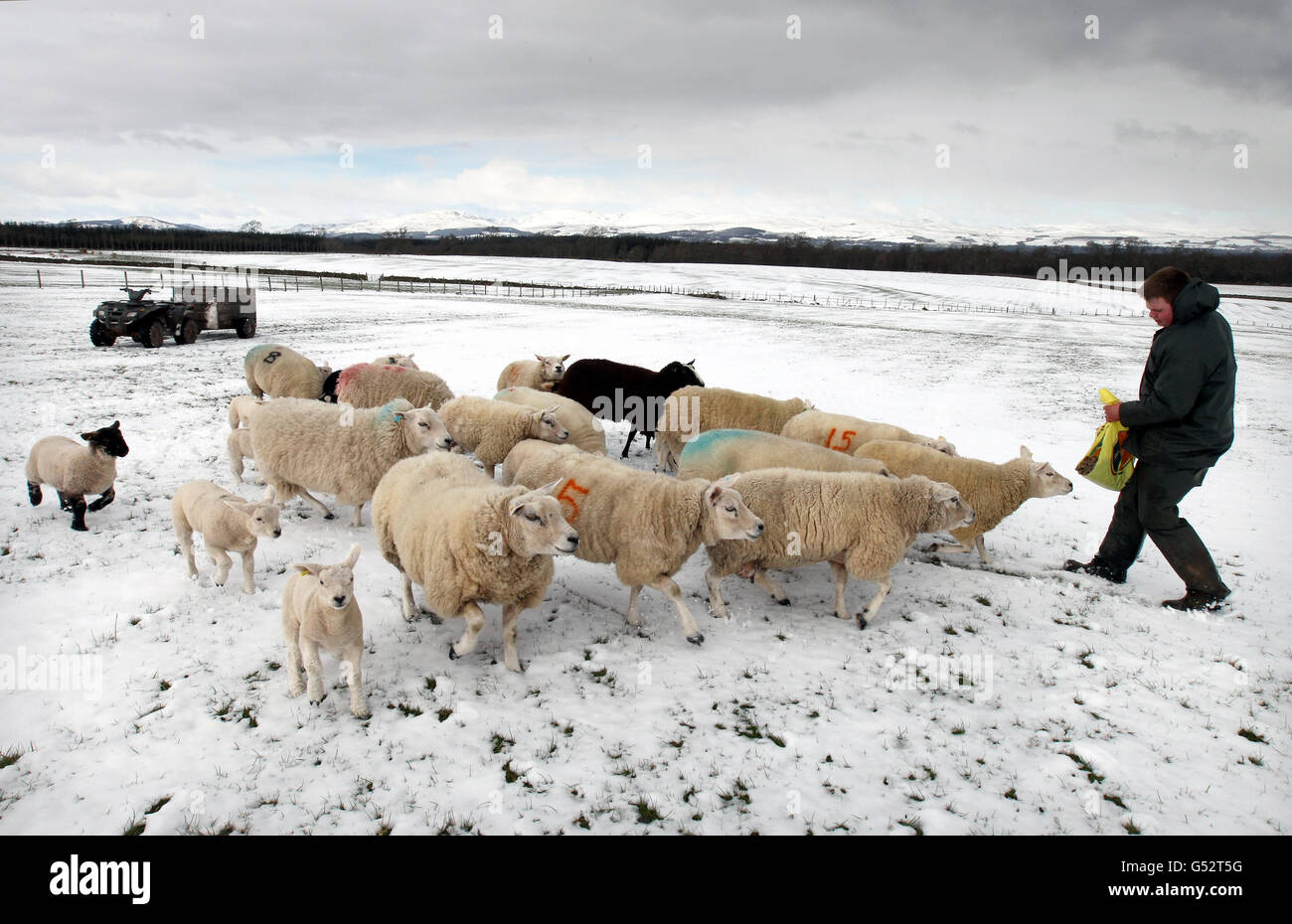 Farmer Michael Rattray from West Park Farm near Auchterarder feeds his