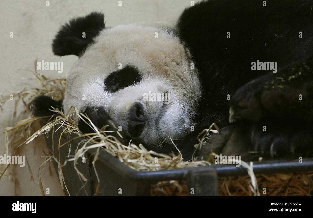 Female panda Tian Tian at Edinburgh Zoo in Scotland, a keepers at Edinburgh Zoo opened a 'love tunnel' between male Yang Guang and female Tian Tian's enclosures yesterday as they hoped to speed up the mating process. Stock Photo