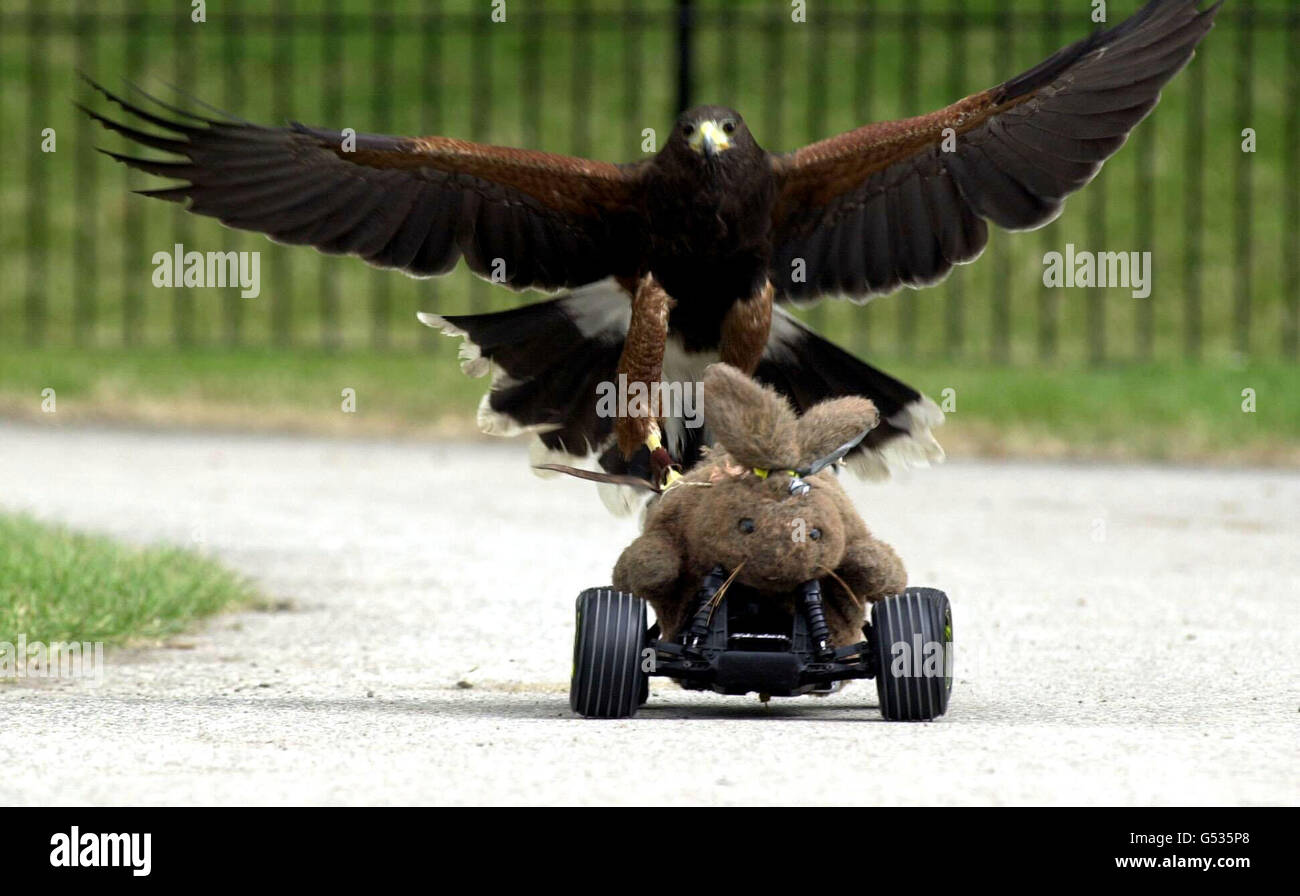 Harry the Harris Hawk chases Brian the bionic bunny, a cross between a toy Volkswagen Beetle and a hand puppet, at London Zoo. Brian has been developed by London Zoo keeper Andy Hallsworth to represent prey for Harry. Stock Photo