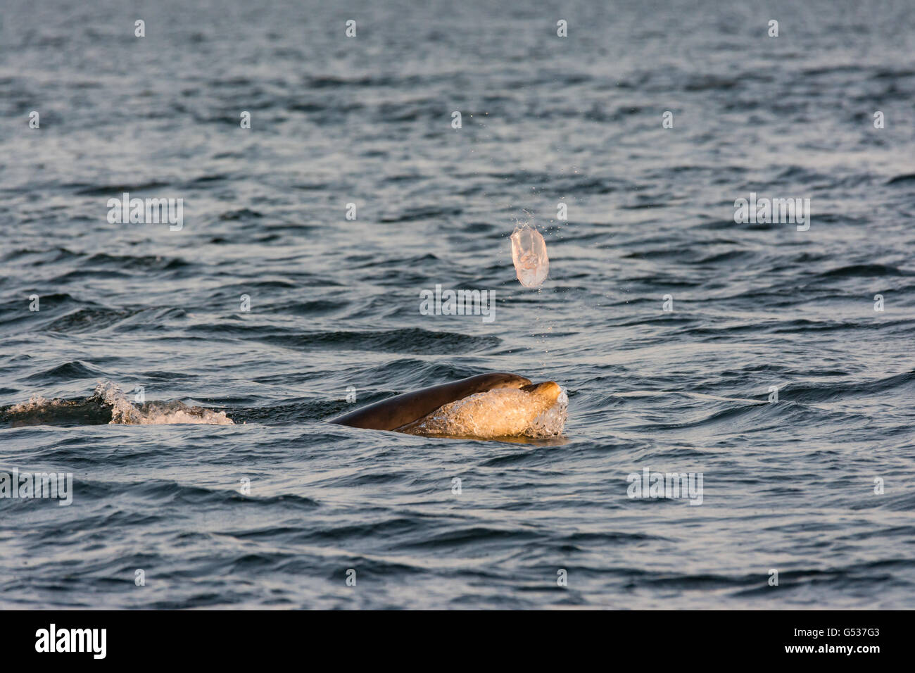 United Kingdom, Scotland, Highland, Fortrose, Chanonry Point, Black Isle, Tursiops swimming, Bottlenose Dolphins playing with a jellyfish Stock Photo