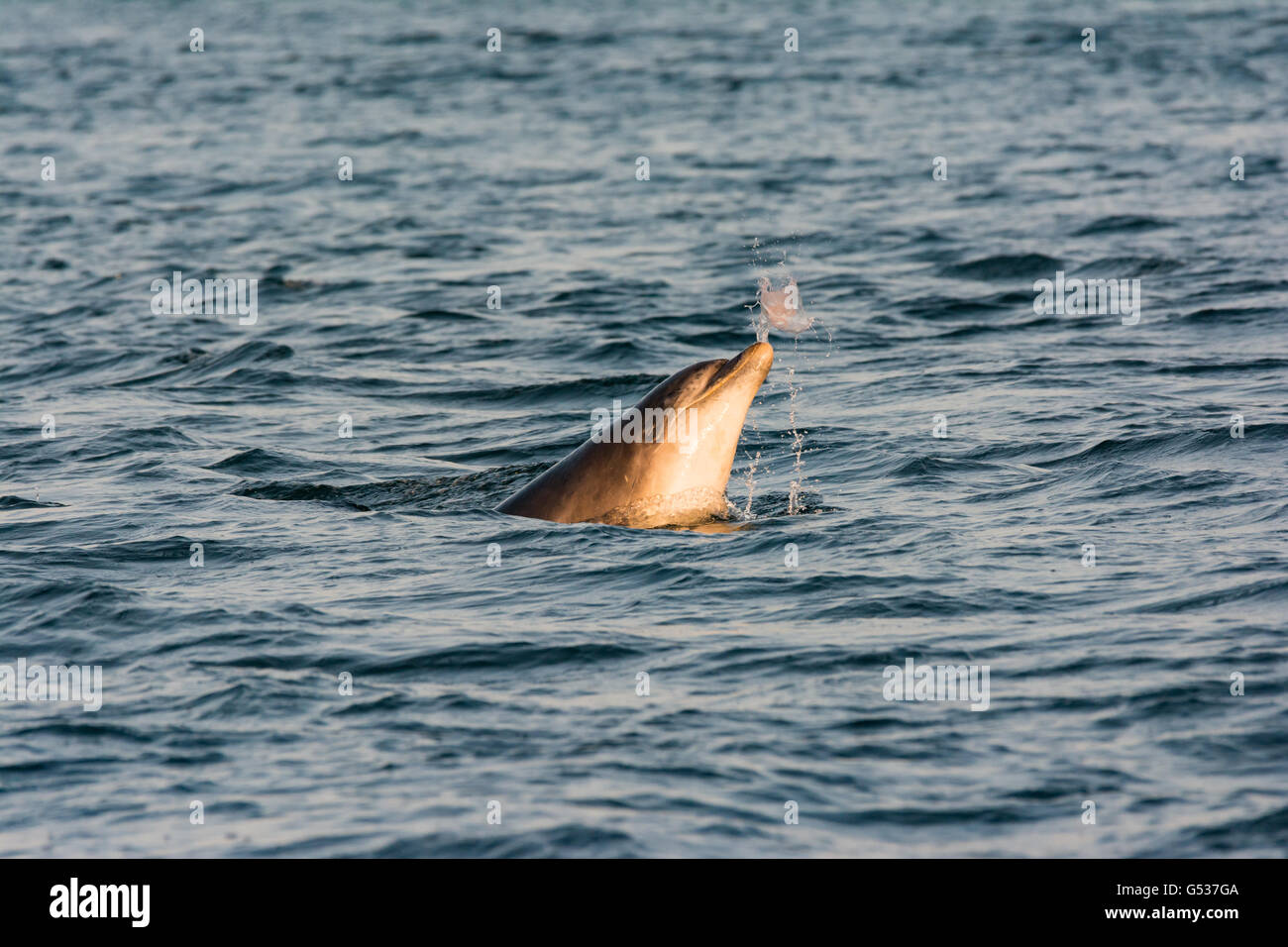 United Kingdom, Scotland, Highland, Fortrose, Chanonry Point, Black Isle, Tursiops swimming, Bottlenose Dolphins playing with a jellyfish Stock Photo