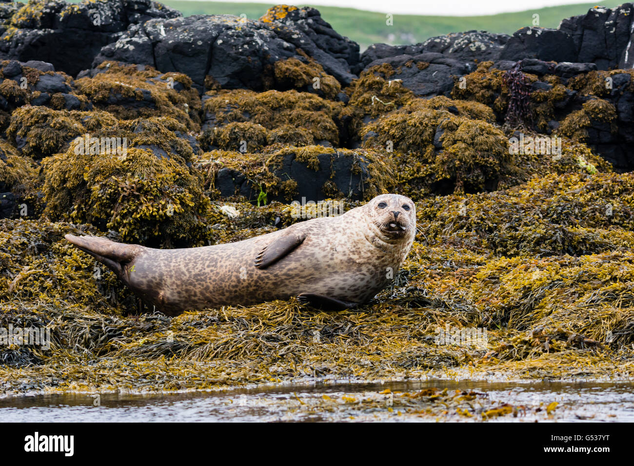 United Kingdom, Scotland, Highlands, Isle of Skye, seals on the island ...