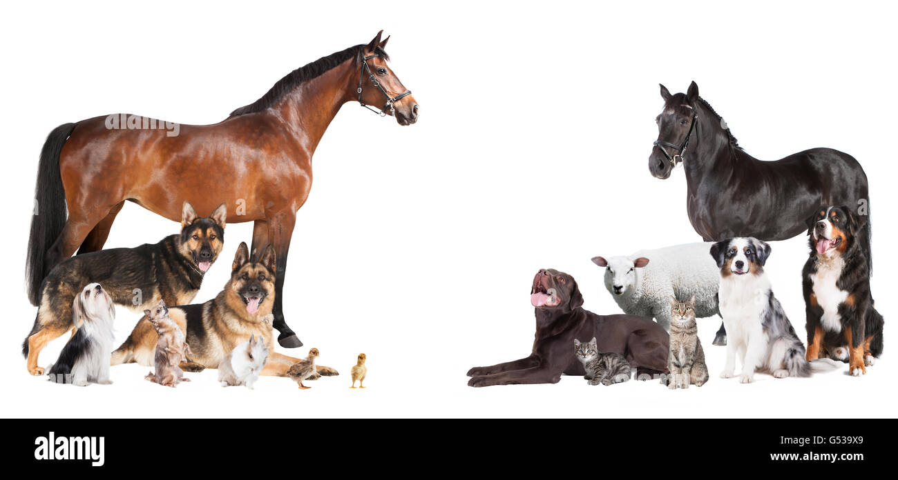 various pets and farm animals as a collage on a white background Stock Photo