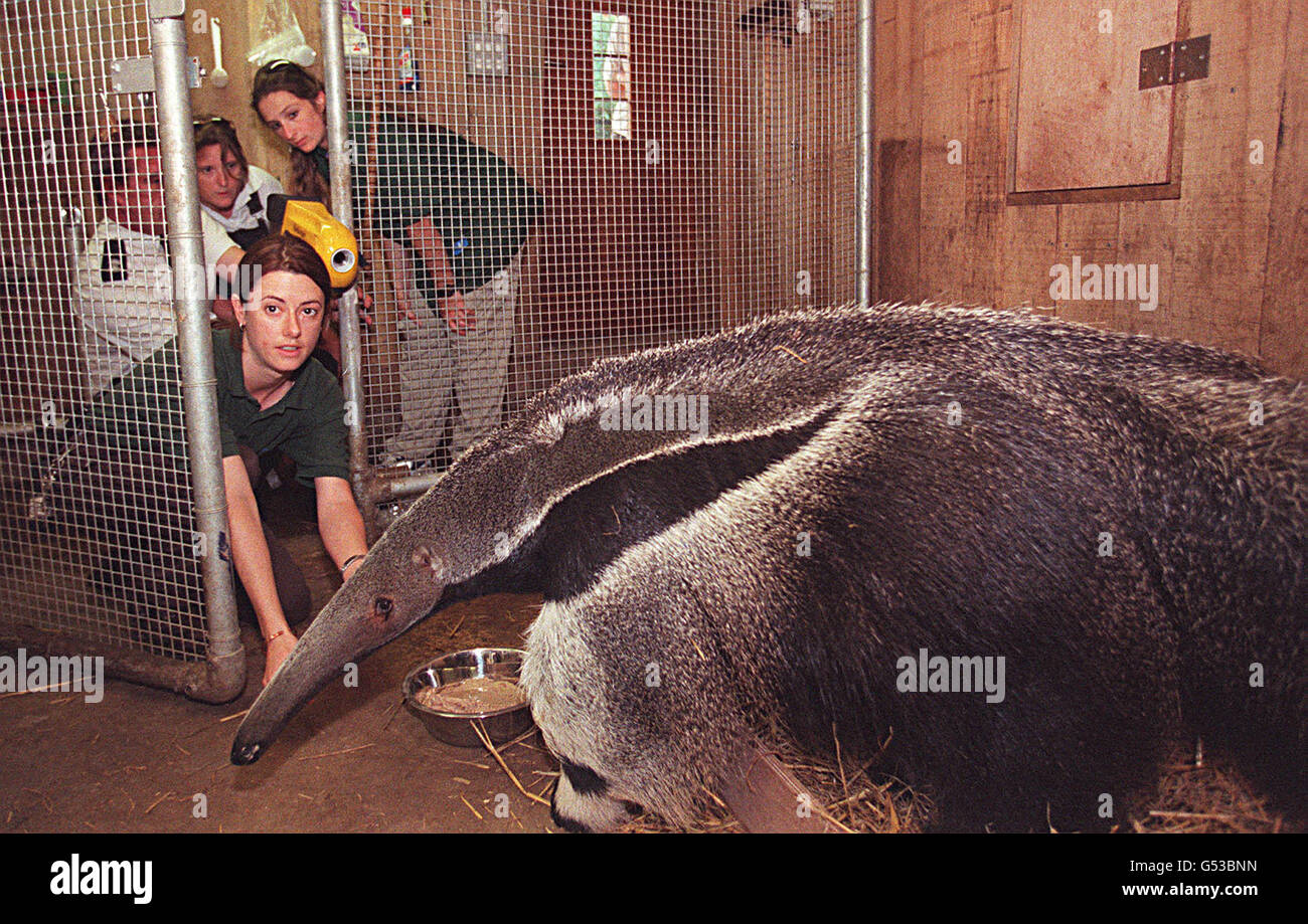 Anteater pregnancy London Zoo Stock Photo