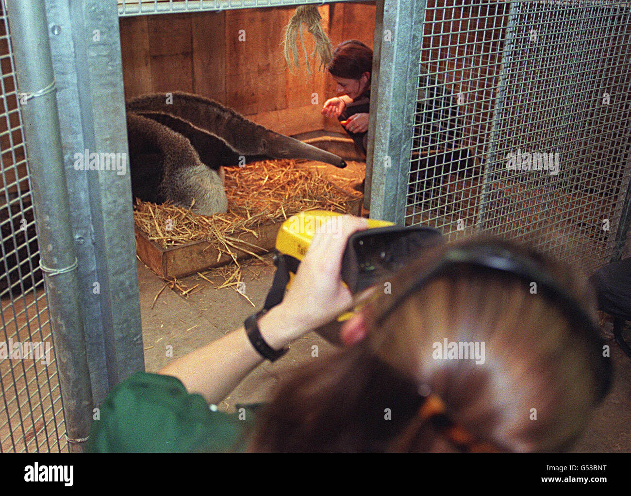 Anteater pregnancy London Zoo Stock Photo