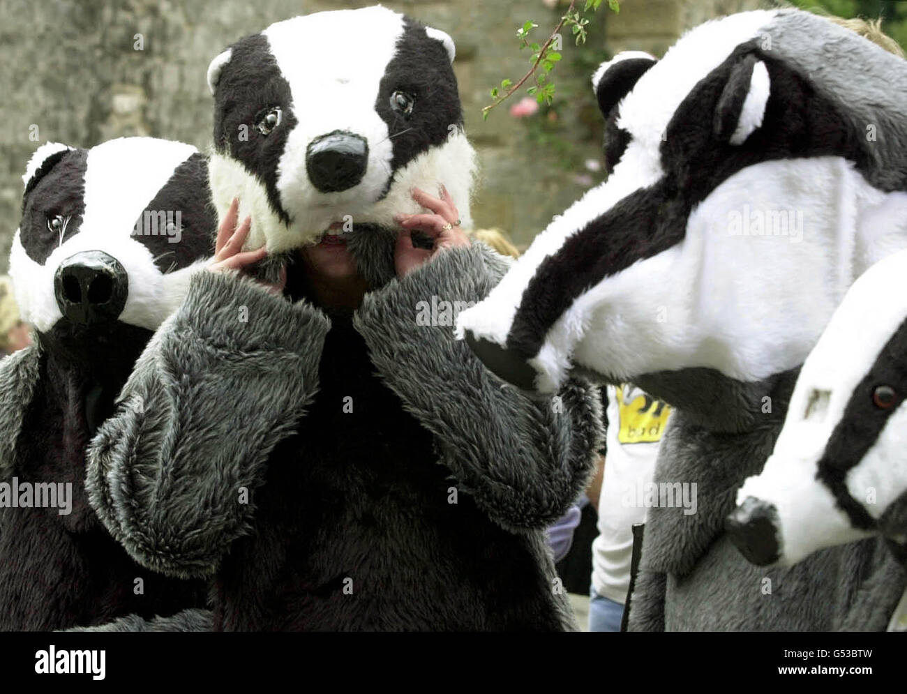 Campaigners from across the UK dressed in Badger outfits at the Peak District National Park, in Derbyshire, to protest against a cull of badgers in the area. The Government has sanctioned trappers to kill badgers in the Peak District. * ..to check whether there is a link between the animals and tuberculosis in cattle. Stock Photo