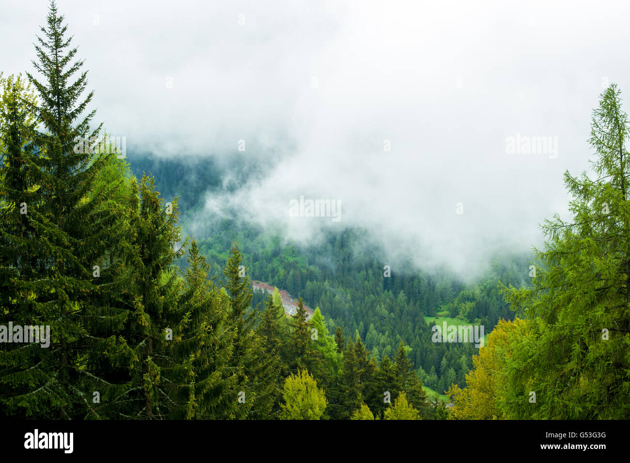 Forested mountain in cloud with the evergreen conifers Stock Photo - Alamy