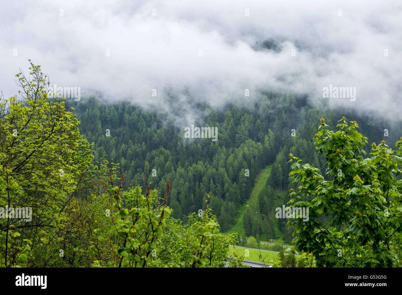Forested mountain in cloud with the evergreen conifers Stock Photo - Alamy