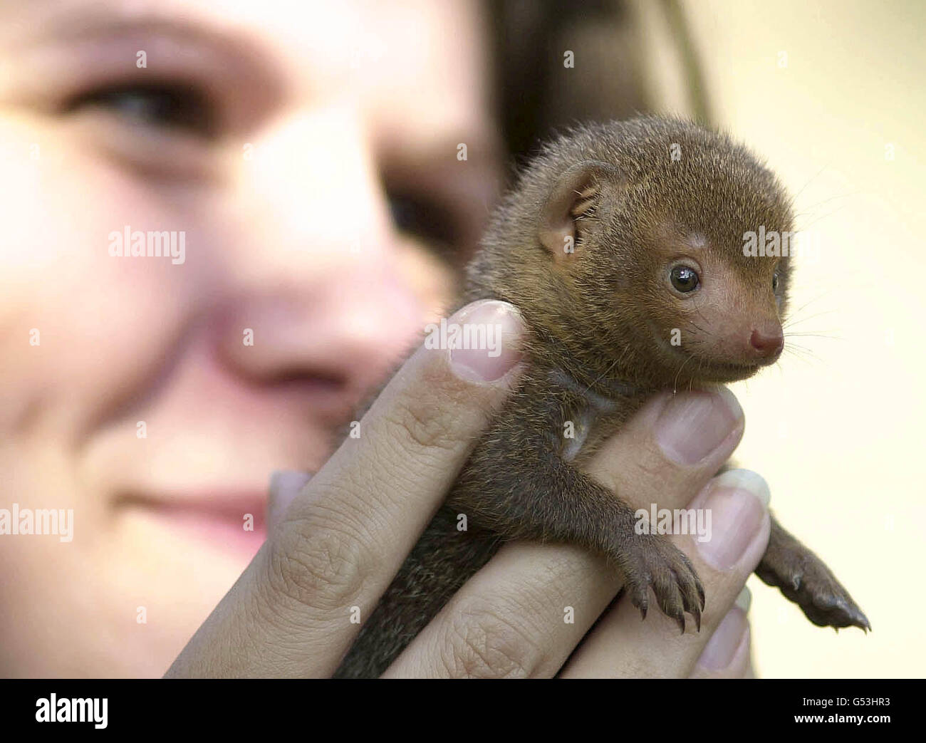 Whipsnade Baby Dwarf Mongoose Stock Photo Alamy