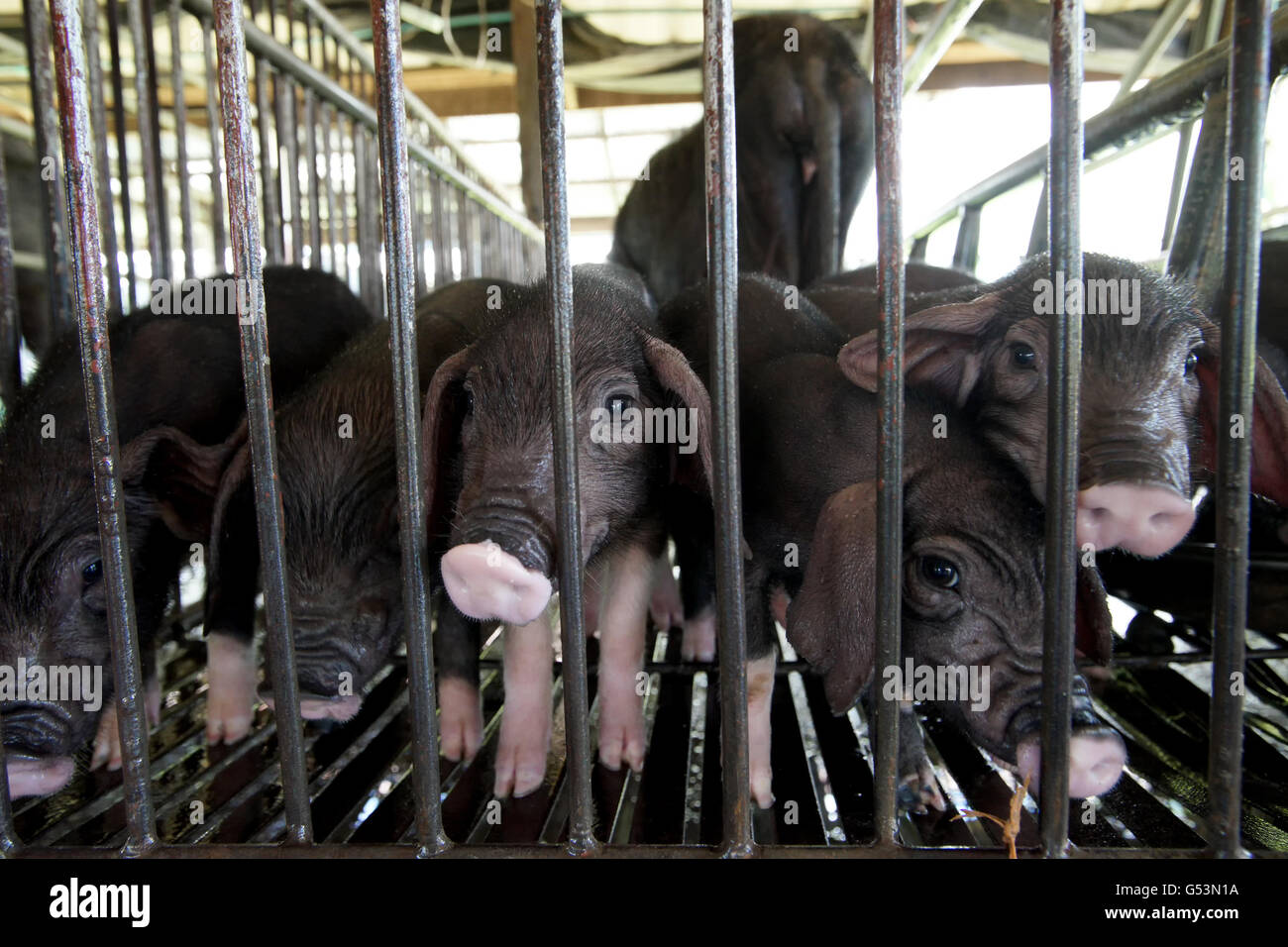 black piglet in cage of pig farming Stock Photo