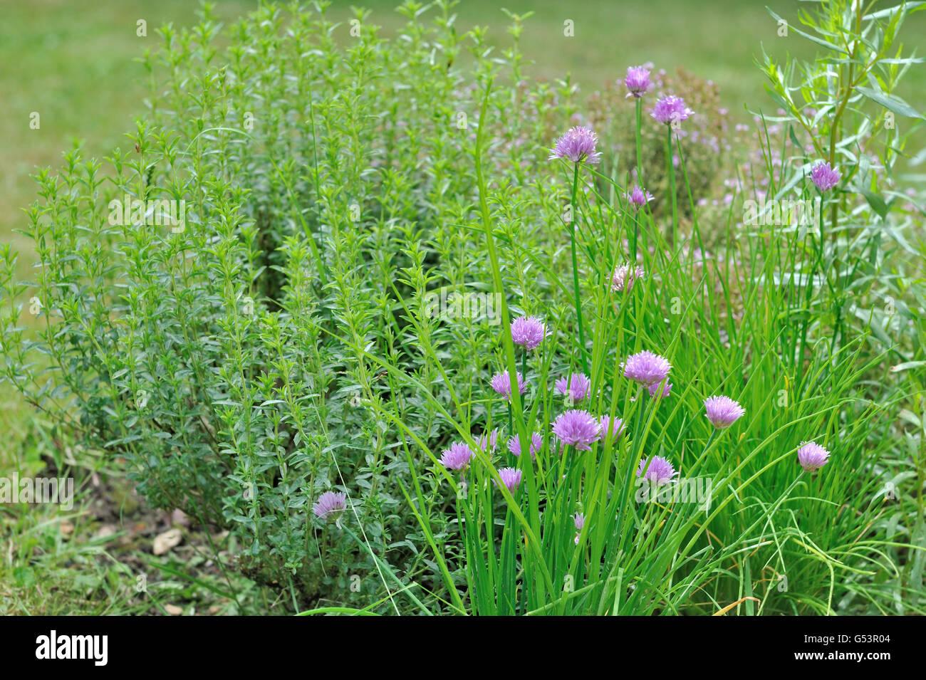 aromatic herbs with chive flowers in a garden Stock Photo