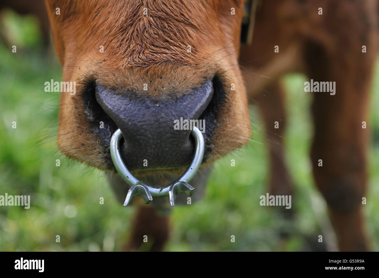 Cow With Nose Ring Stock Photo - Download Image Now - Animal, Animal Nose,  Bondage - iStock
