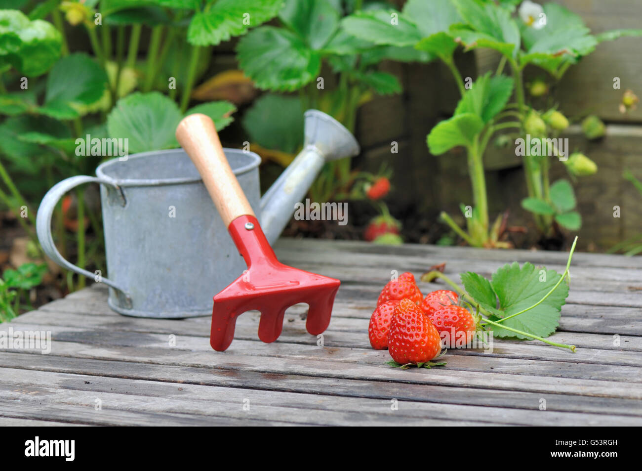 strawberries from garden on a plank with a small watering can and rake Stock Photo