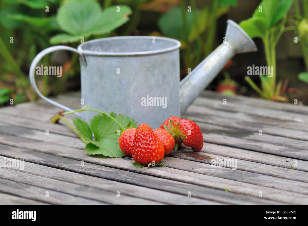 strawberries from garden on a plank with a small watering can Stock Photo