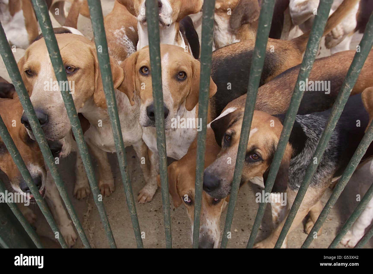 Crime dogs foxhunting hires stock photography and images Alamy