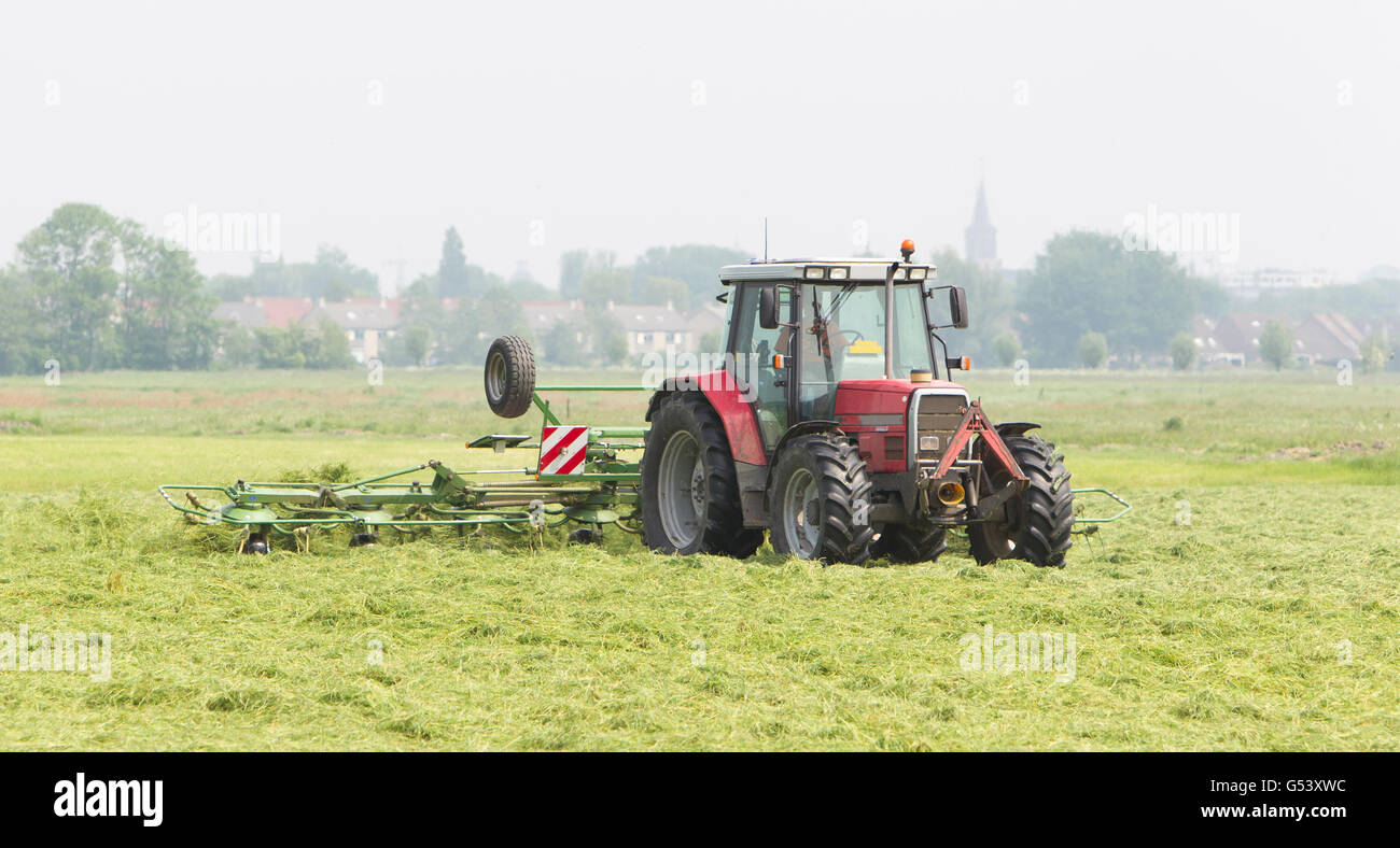 Farmer uses tractor to spread hay on the field where it will dry Stock