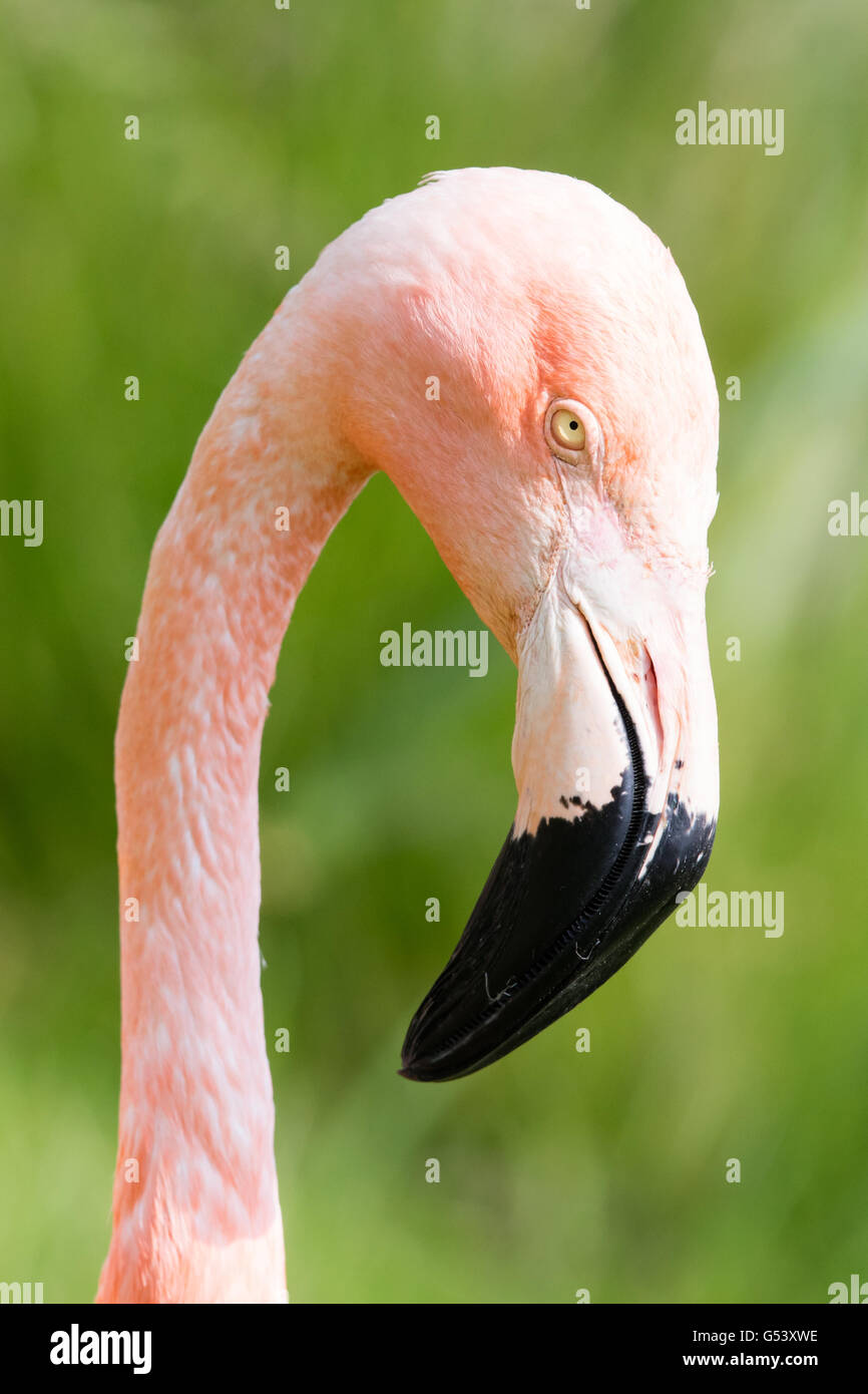 Pink flamingo close-up, isolated on green grass background Stock Photo