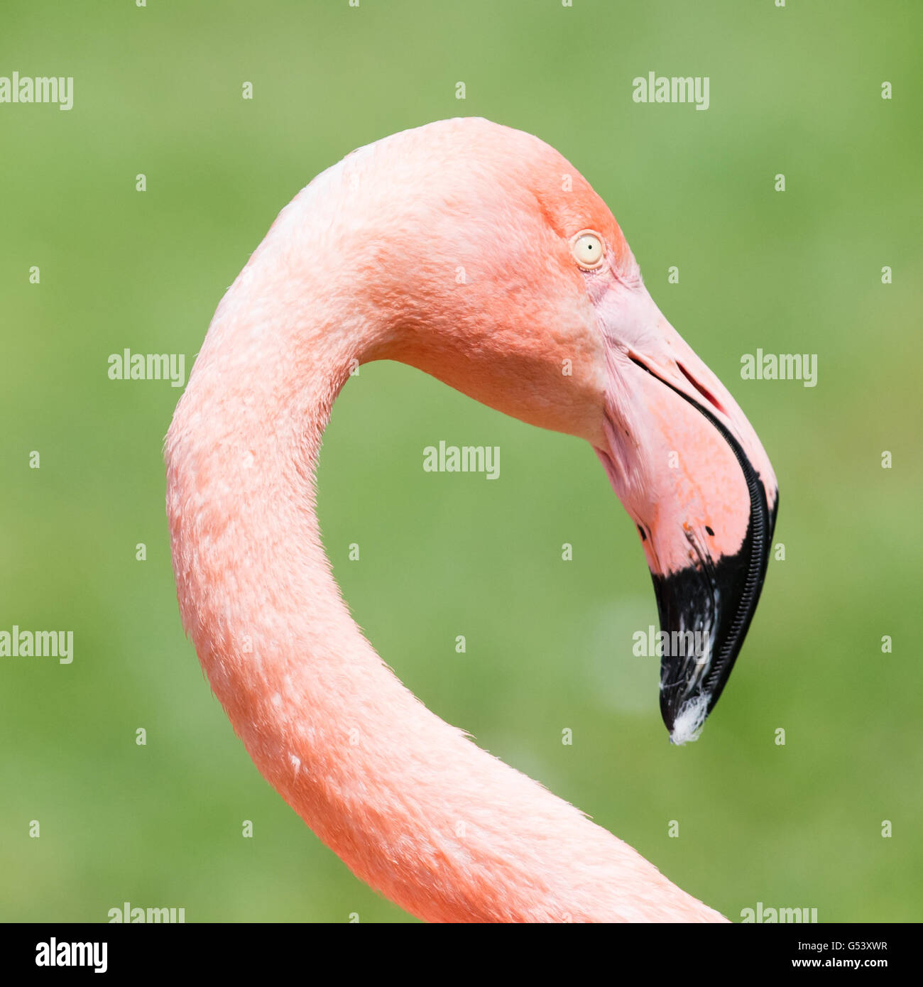 Pink flamingo close-up, isolated on green grass background Stock Photo