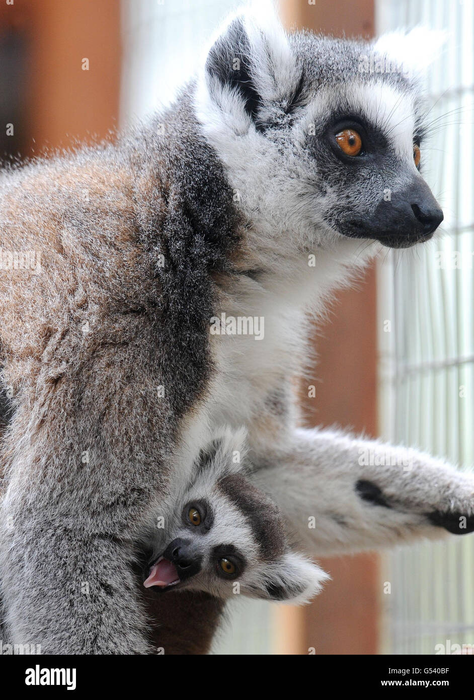 Lemurs at Yorkshire Wildlife Park. A ring tailed lemur named Humbug
