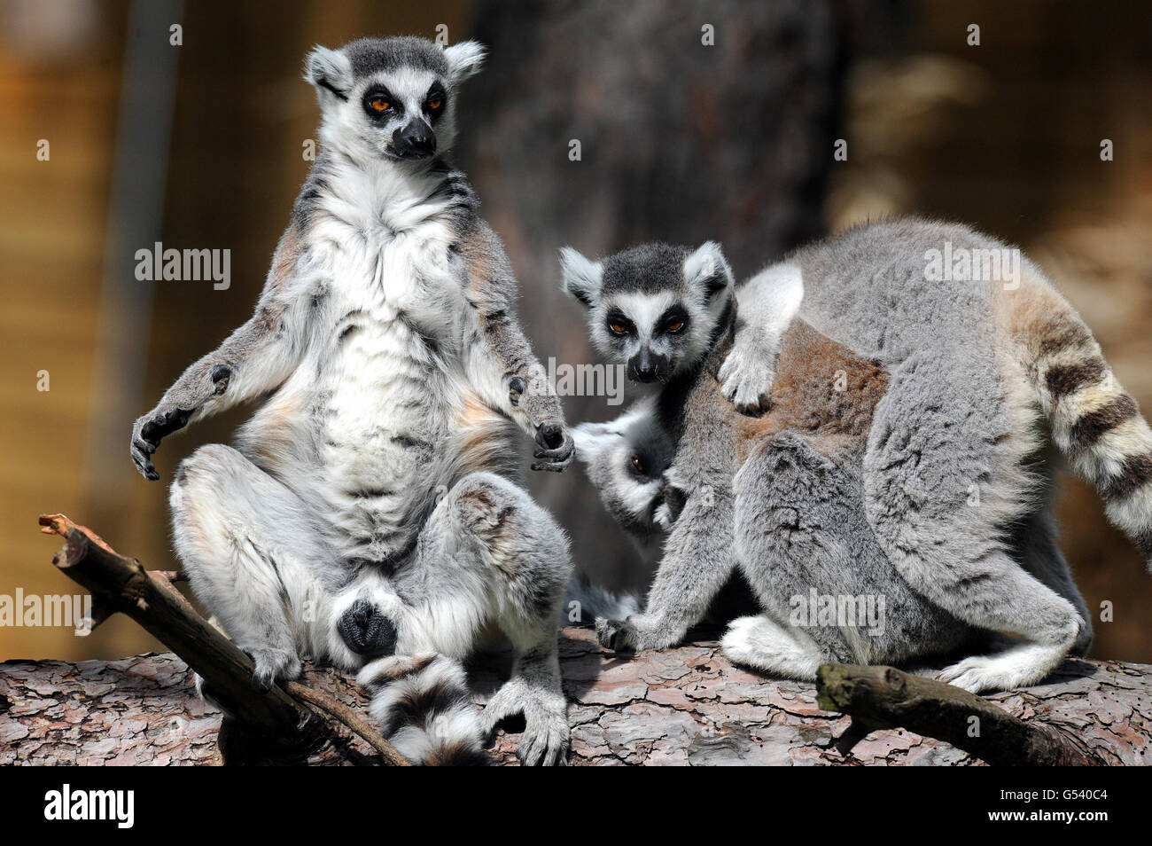 Lemurs at Yorkshire Wildlife Park. Ring tailed lemurs enjoy the sun at Yorkshire Wildlife Park, Doncaster. Stock Photo