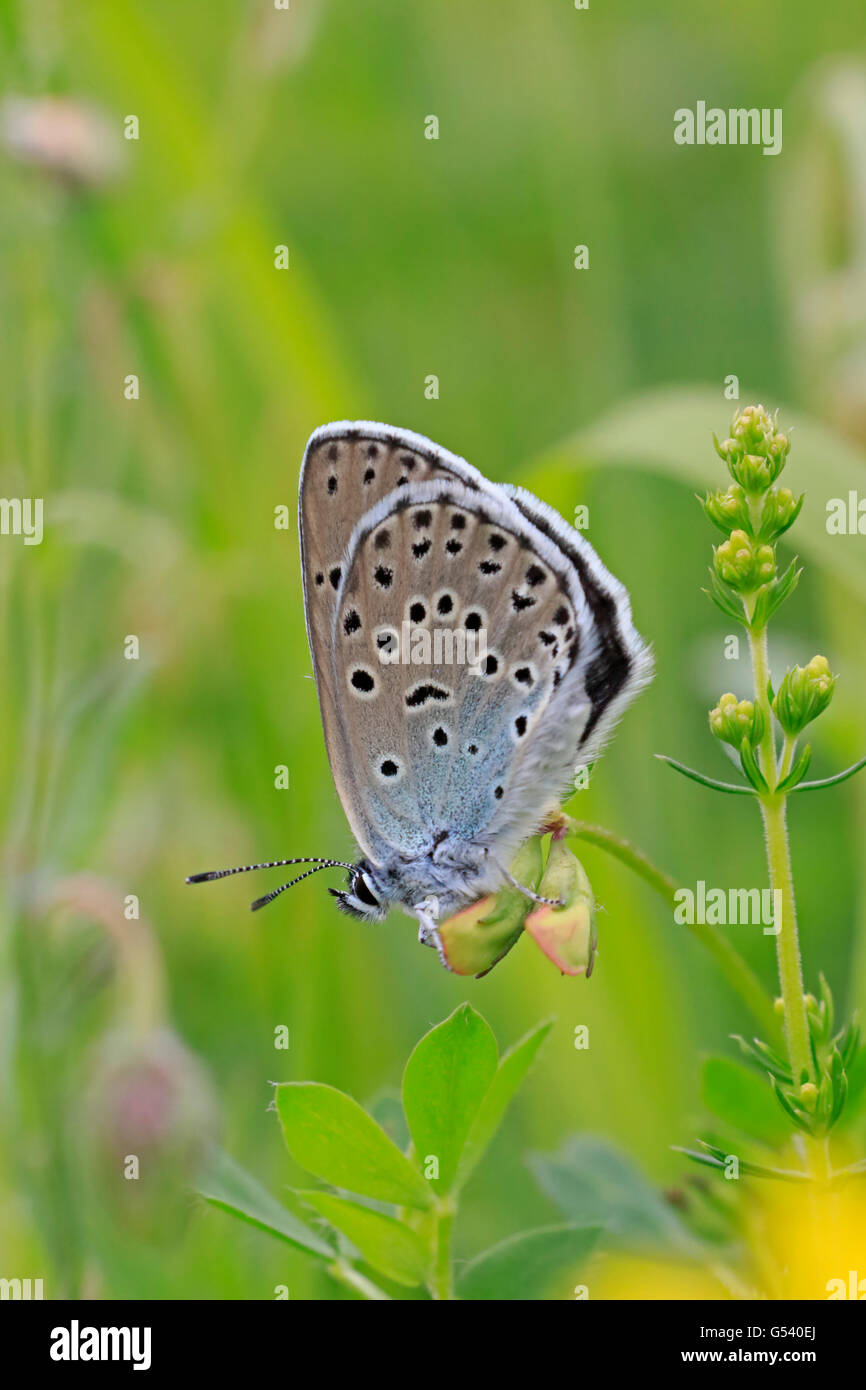 Adult Large Blue Butterfly in Gloucestershire Stock Photo