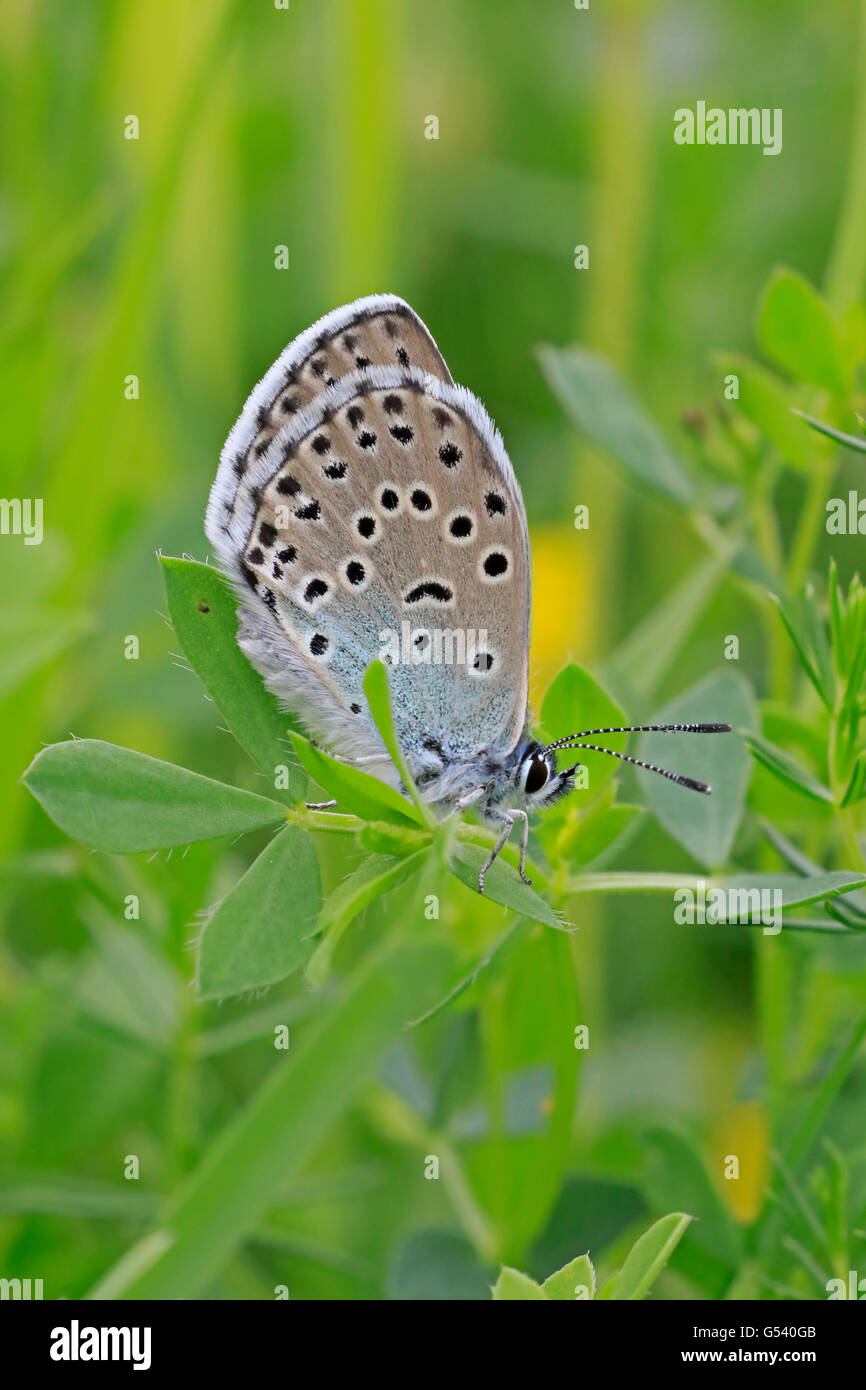 Adult Large Blue Butterfly in Gloucestershire Stock Photo