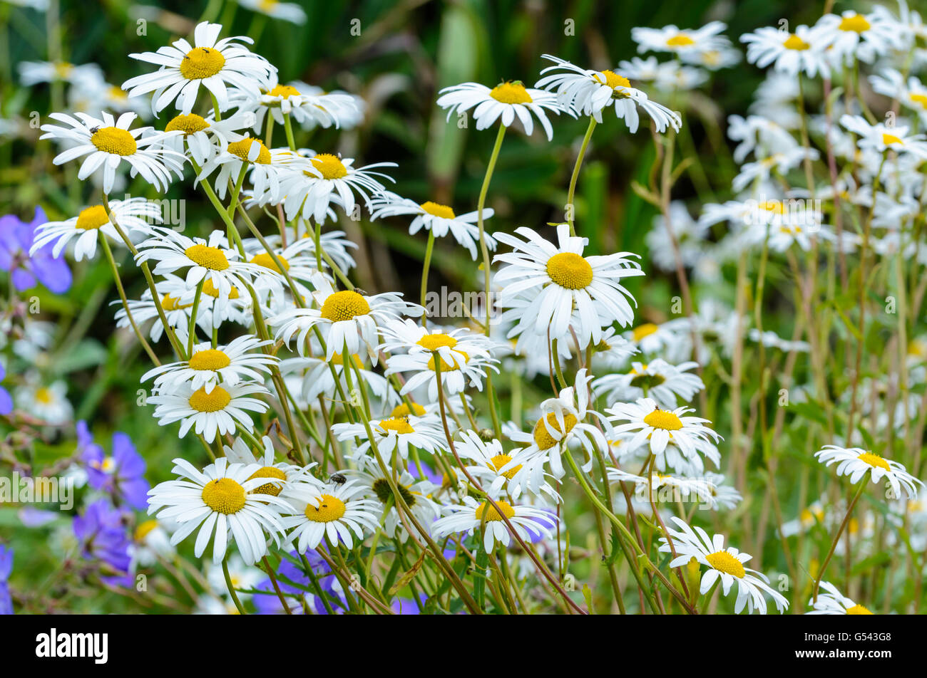 Oxeye Daisies growing in a garden Stock Photo Alamy
