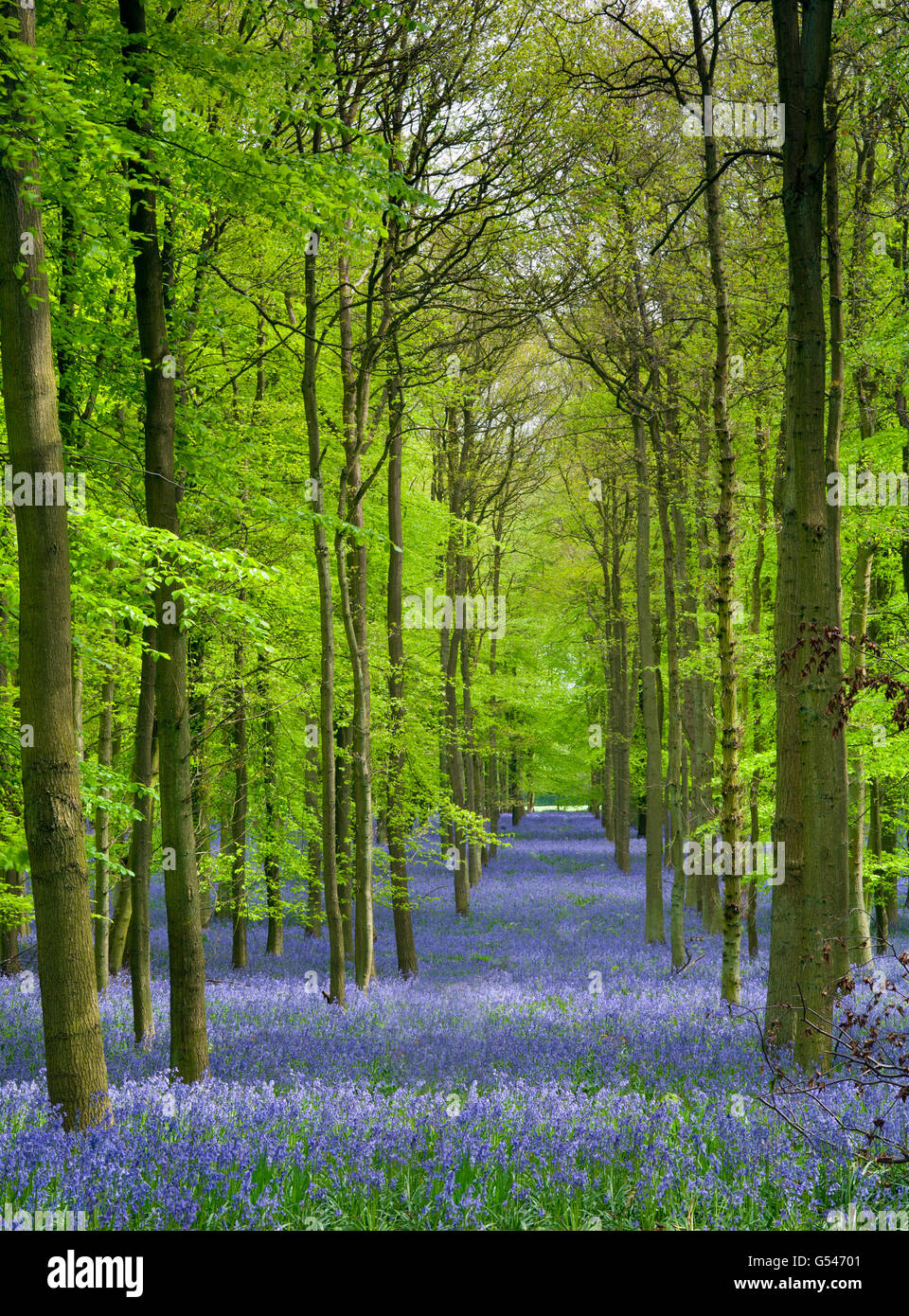 Bluebells Hyacinthoides non-scriptus Ashridge woods Hertfordshire May Stock Photo