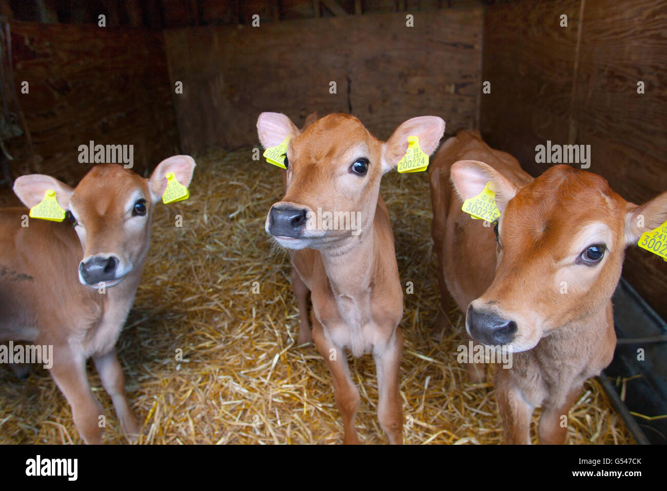 jersey-calves-high-resolution-stock-photography-and-images-alamy