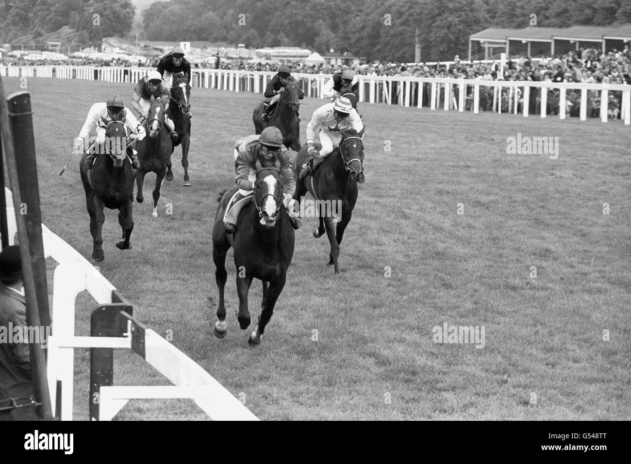 Shergar, ridden by Walter Swinburn, winning the King George VI and Queen Elizabeth Diamond Stakes at Ascot by four lengths from Madam Gay (r), Greville Starkey up, and third placed Fingal's Cave (l), Pat Eddery up. Stock Photo