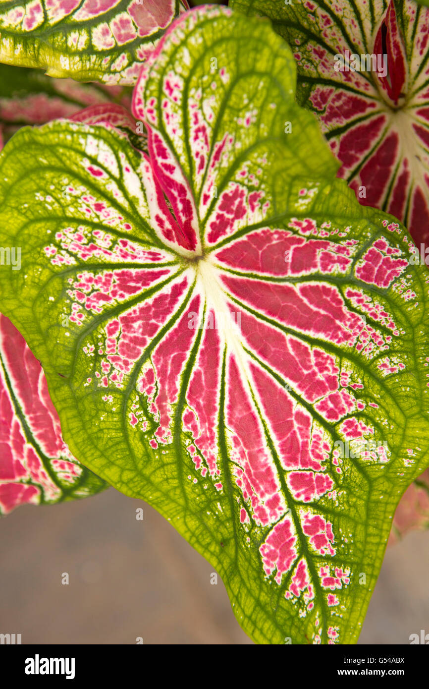 Sri Lanka, Galle Fort, Lighthouse Street, red and green variegated Caladium leaves Stock Photo