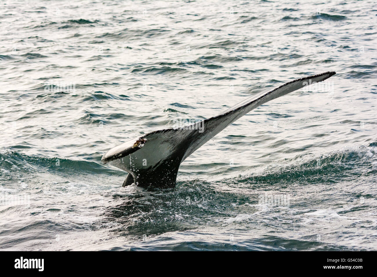 Iceland whale safari hi-res stock photography and images - Alamy