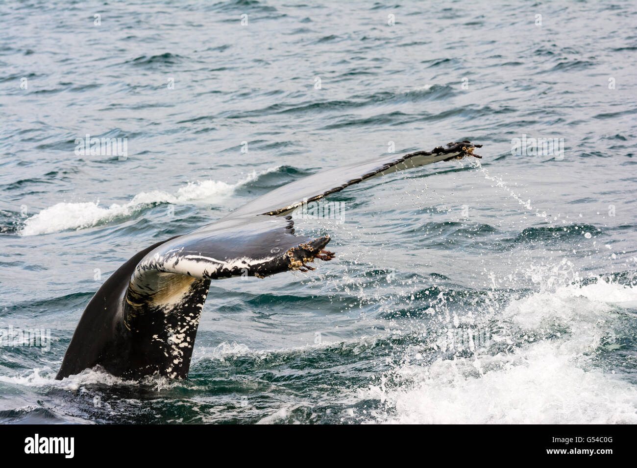 Iceland whale safari hi-res stock photography and images - Alamy