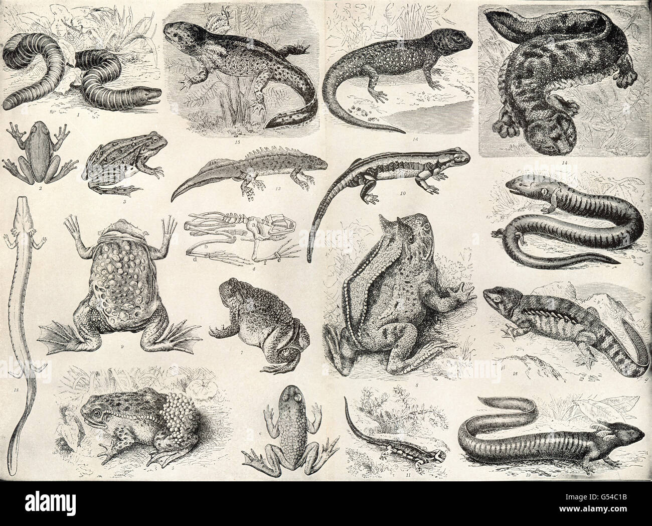 AMPHIBIANS:Batrachians:Siphonops;Frog;Salamander;Newt;Axolotl;Proteus;Siren 1907 Stock Photo