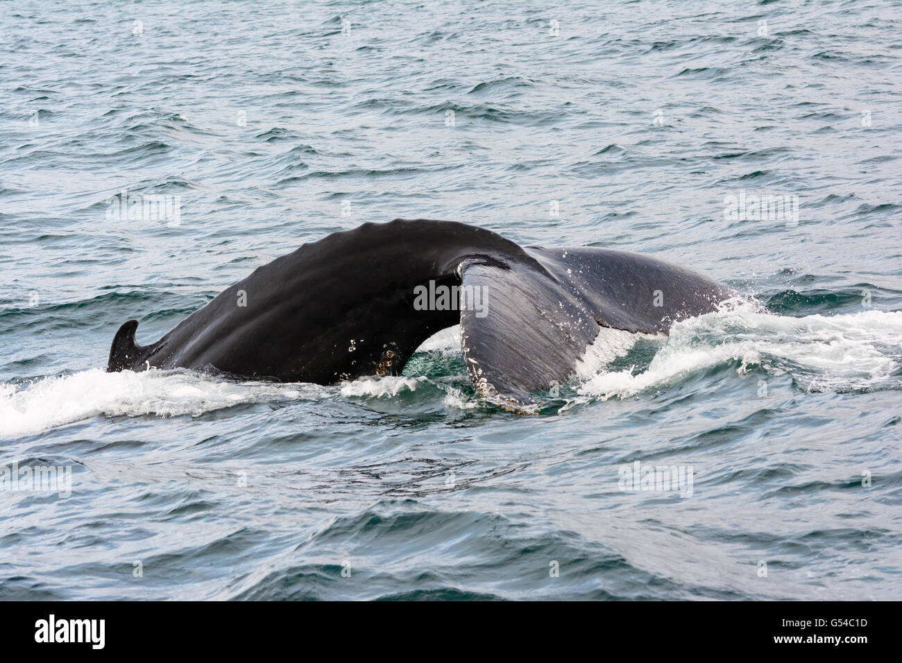 Iceland whale safari hi-res stock photography and images - Alamy