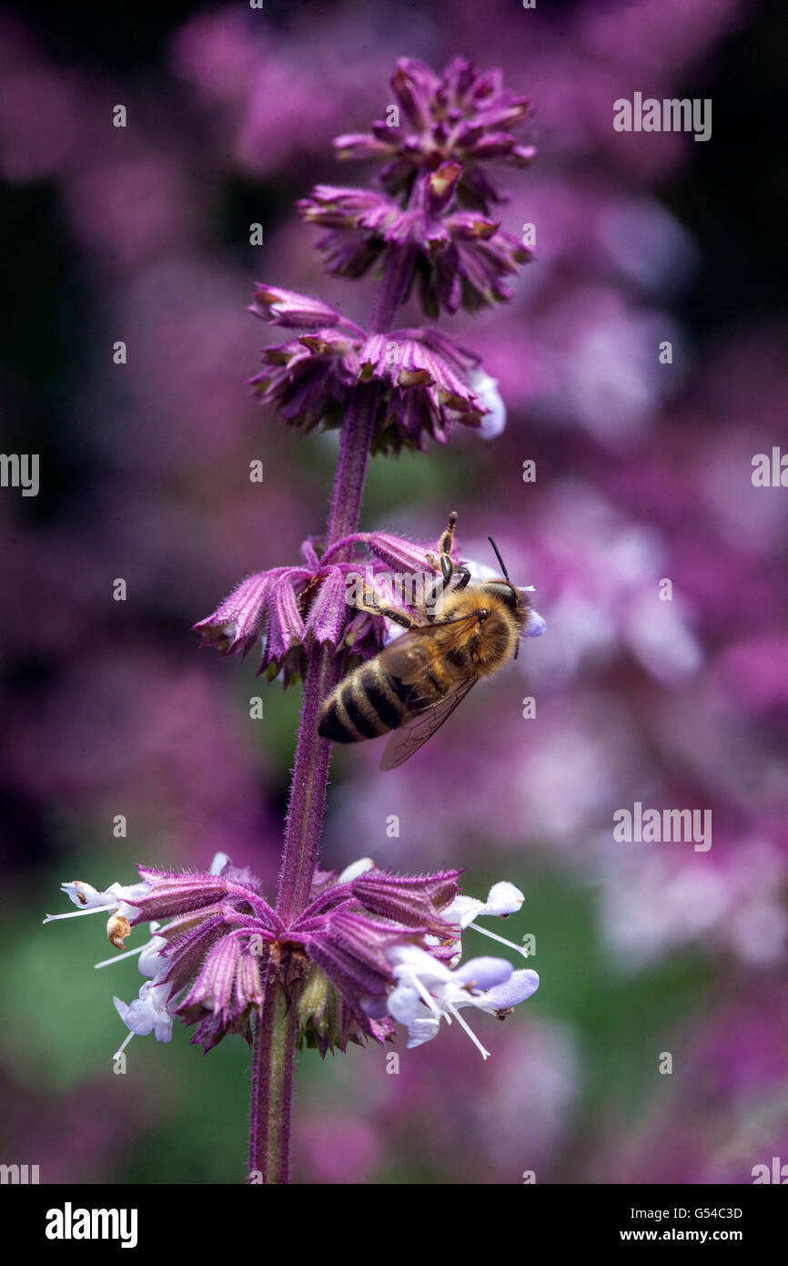 Apis mellifera European Honey Bee on flower Salvia napifolia, collecting nectar feeding Stock Photo