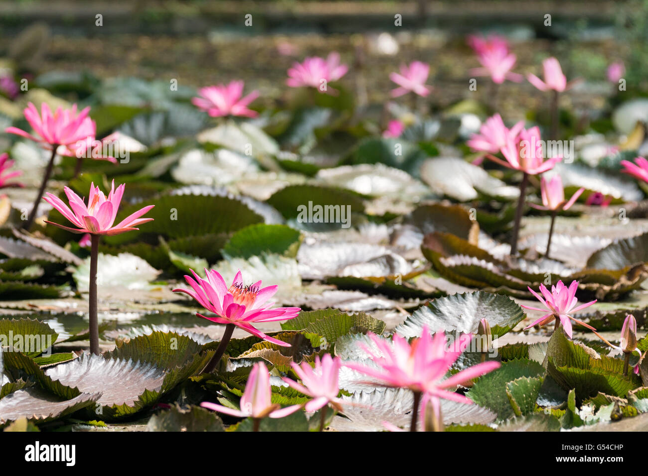 Indonesia, Java Barat, Kota Bandung, Park, Water Lily Stock Photo - Alamy