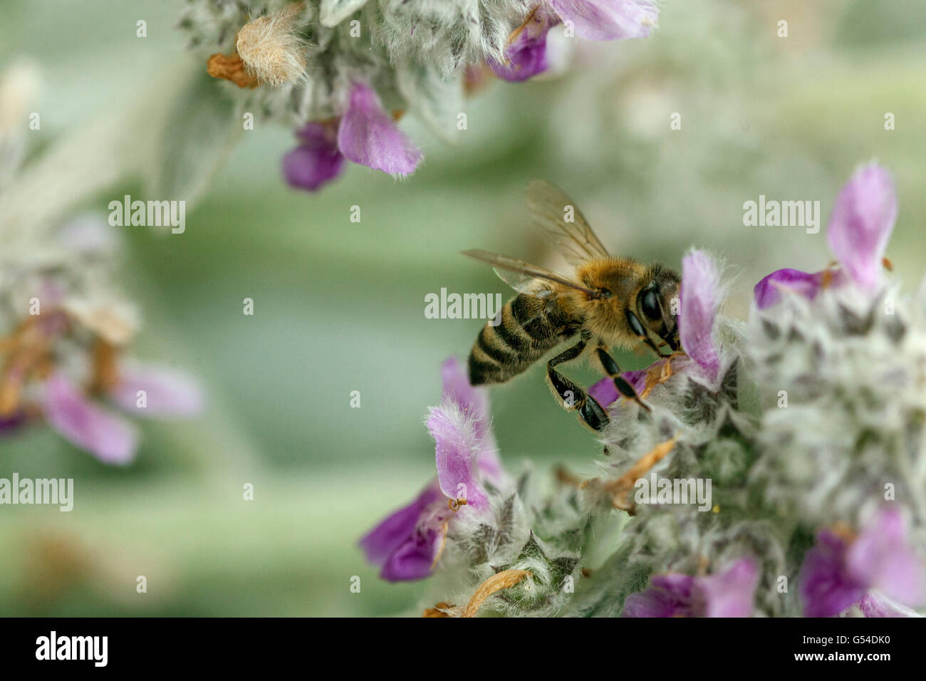 Lambs' ears, Stachys byzantina, bee on flower Stock Photo Alamy