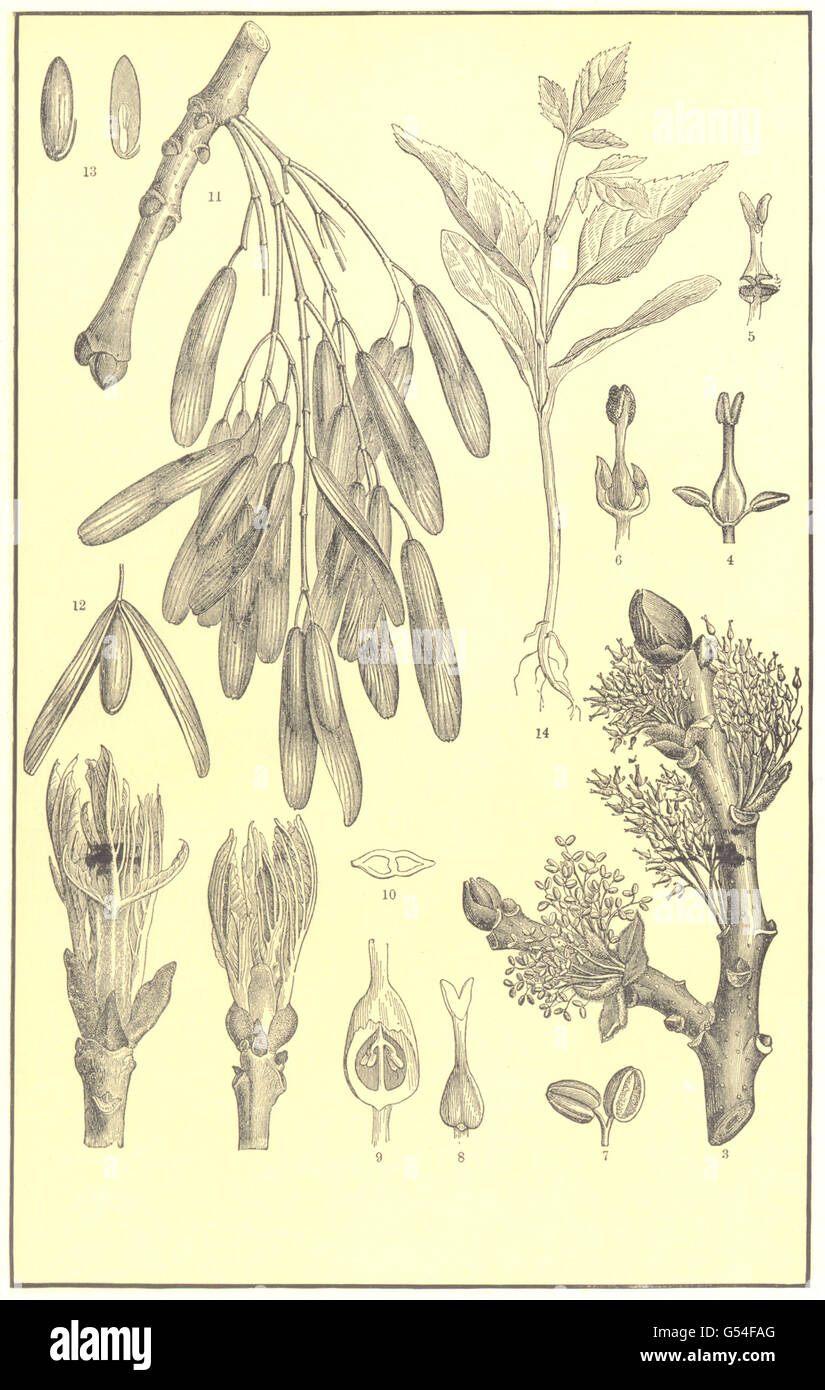 TREE:Ash(Fraxinus excelsior);unfolding bud;flower;Androgynous;stamen;pistil 1907 Stock Photo