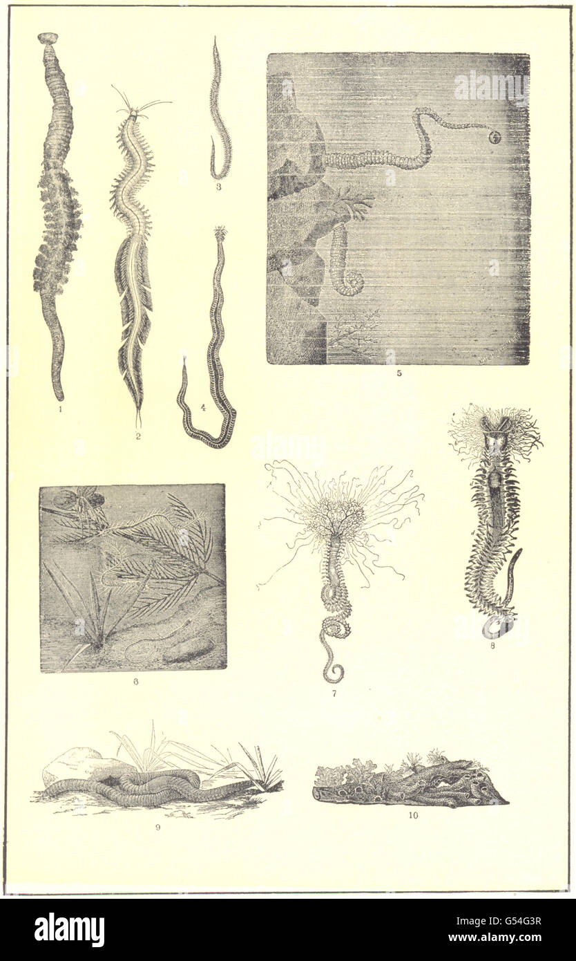 ANNULATA ANNELIDS Heteronereis; Glycera; Rock Needle; Hermella; Earth Worm 1907 Stock Photo Alamy