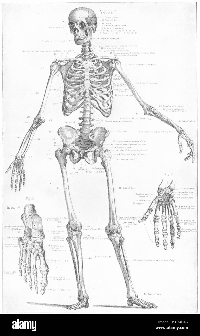 Biology Anatomy The Human Skeleton Antique Print 1907 Stock Photo