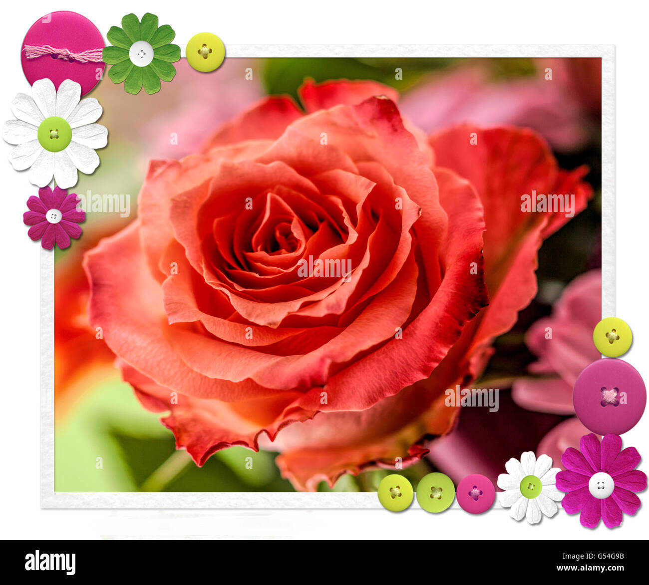 Red rose flowering in a bouquet, set against unfocused background. A textured and digitally altered photo with patterned border. Stock Photo