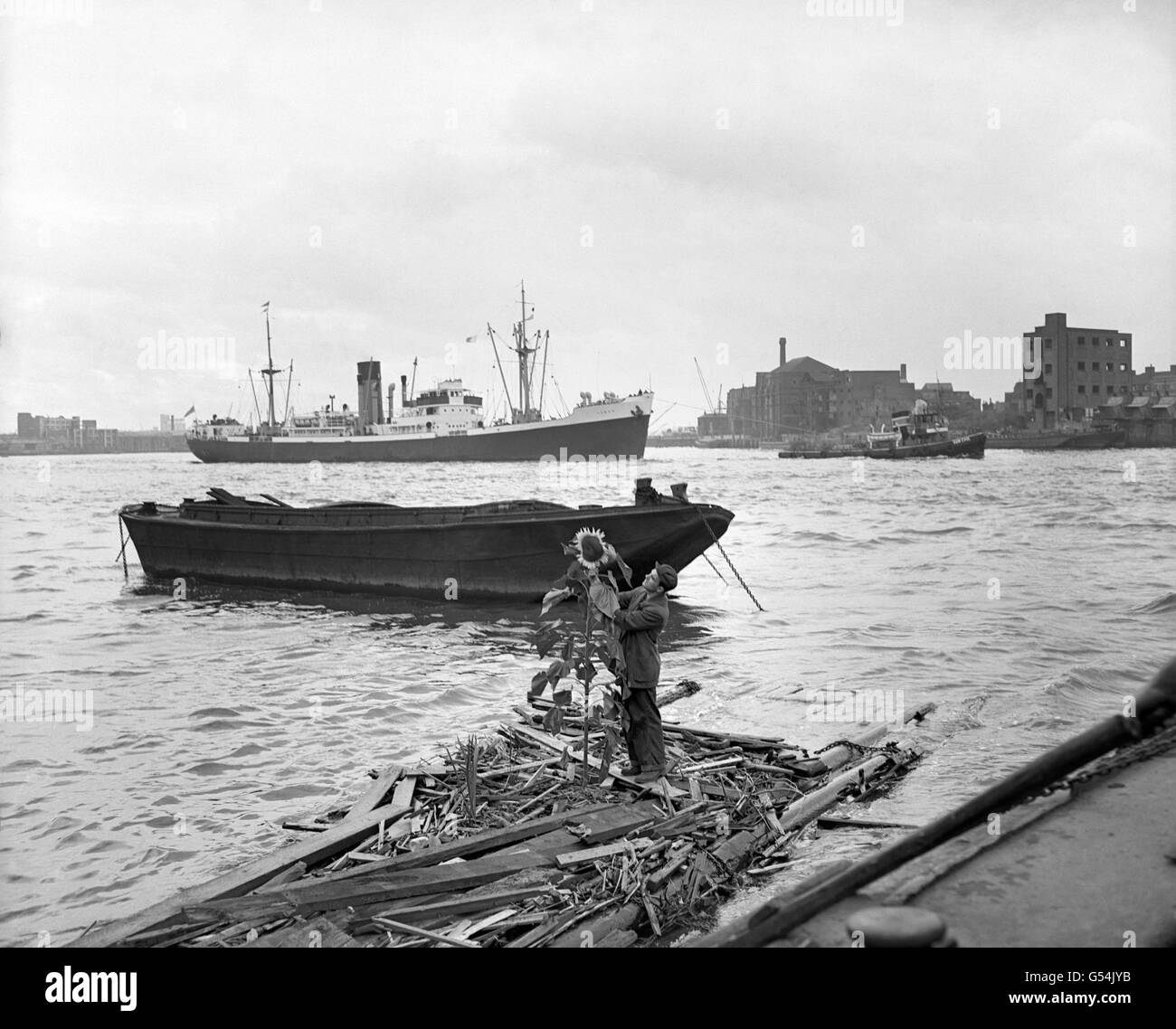A seven foot sunflower with a nine inch span grows on a narrow raft in the Thames at Limehouse, East London. With the flower is Mr F Conn, who lives in Limehouse. The flower is believed to have grown from a seed dropped from a bird. Stock Photo