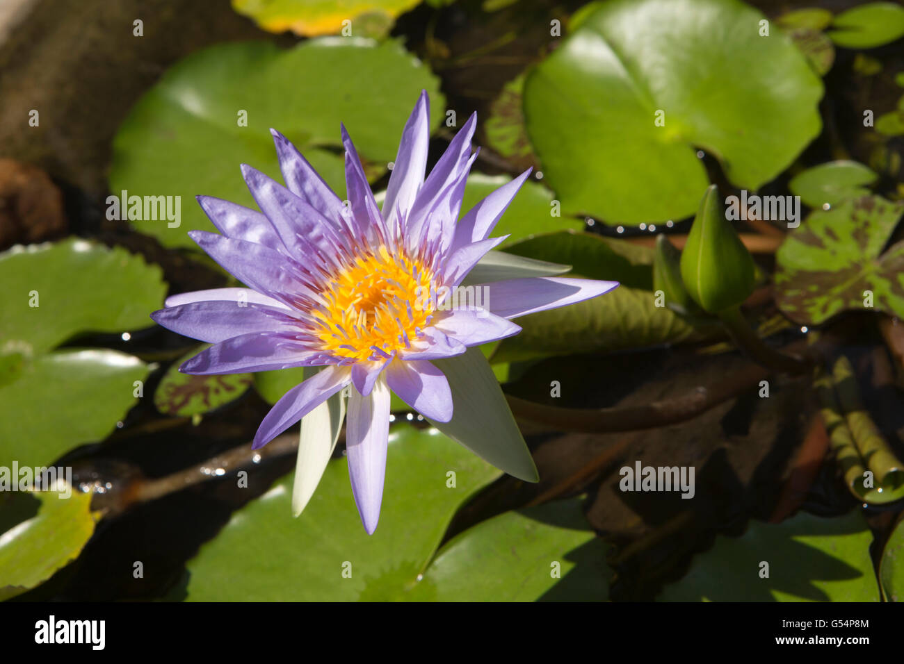 Sri Lanka, Galle Province, Unawatuna, lotus flower growing in roadside pond Stock Photo