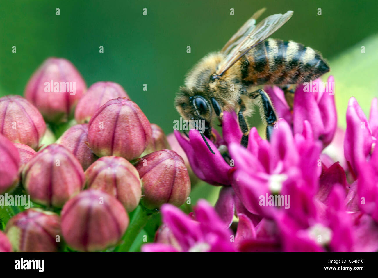 Honey Bee on flower Asclepias rubra - Red milkweed Stock Photo