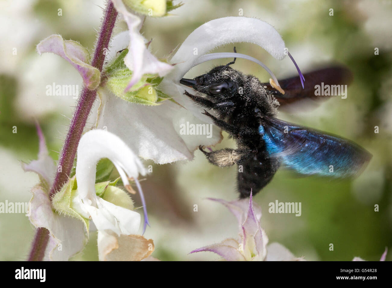 Large Violet Carpenter bee flying close up, Xylocopa violacea on Clary Sage Salvia sclarea Stock Photo